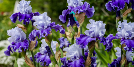 Iris
