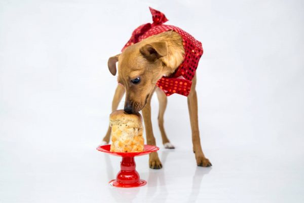 Cane con panettone