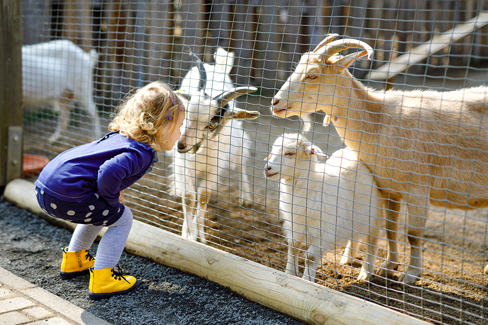 Fiera Zootecnica Il Contributo Di ABF Clusone