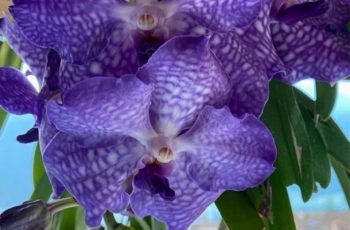 orchidea bianca e viola