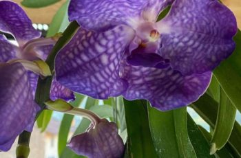 orchidea viola e bianca
