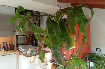 pianta di nepenthes pendente dal soffitto