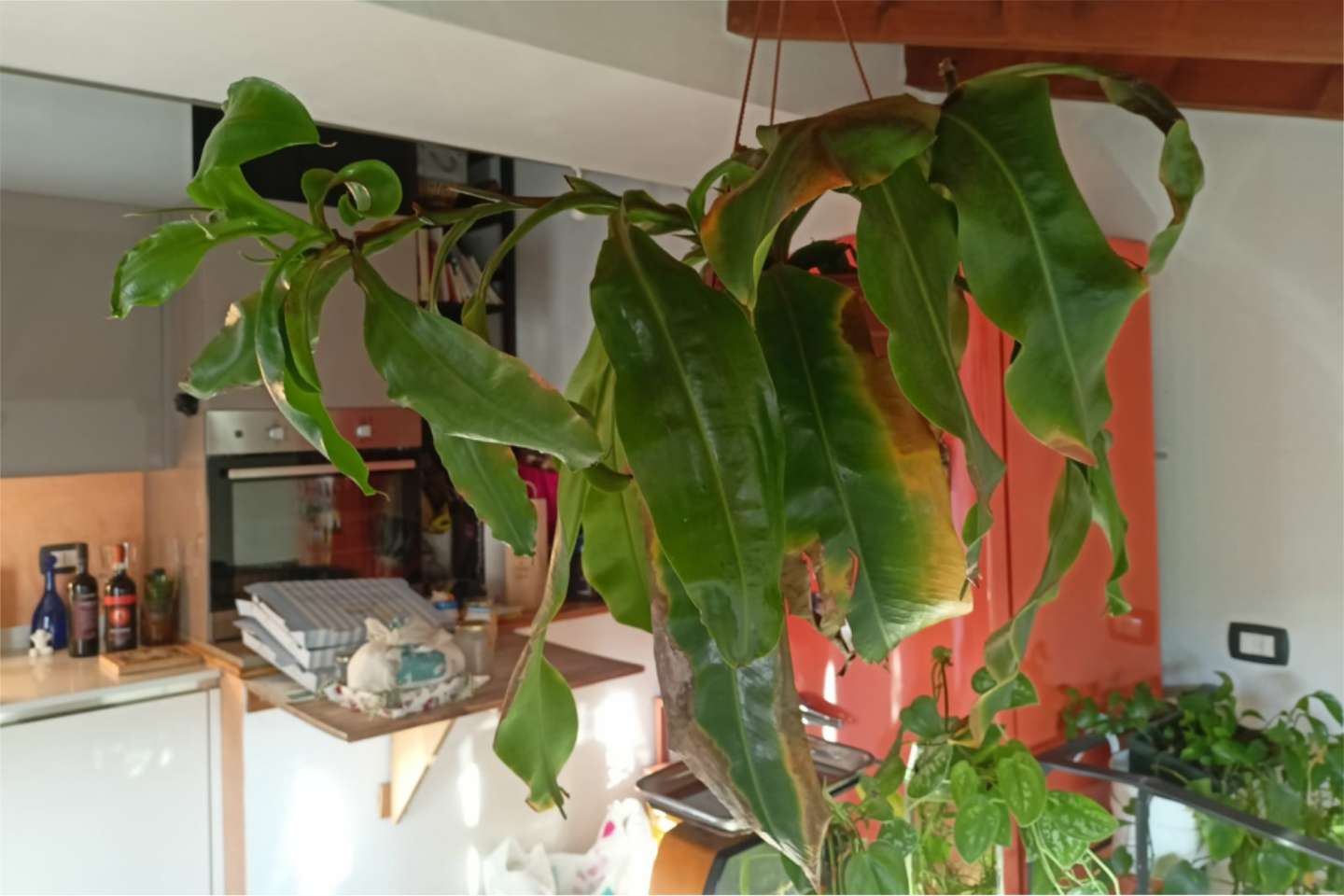 pianta di nepenthes pendente dal soffitto