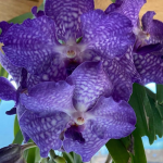 vanda legrenzi 4