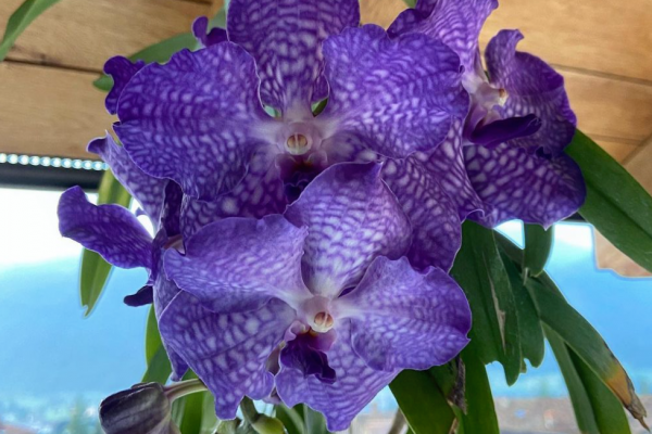 vanda legrenzi 4