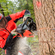 operatore forestale specializzato