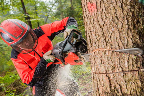 operatore forestale specializzato