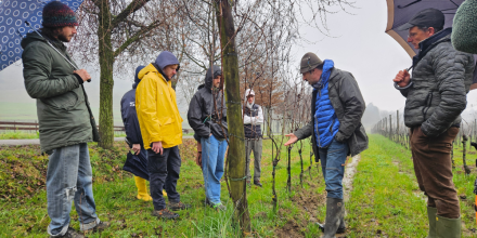 Vigne sostenibili