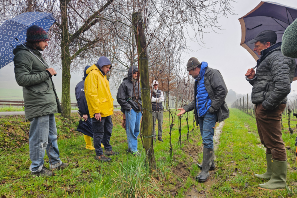 Vigne sostenibili
